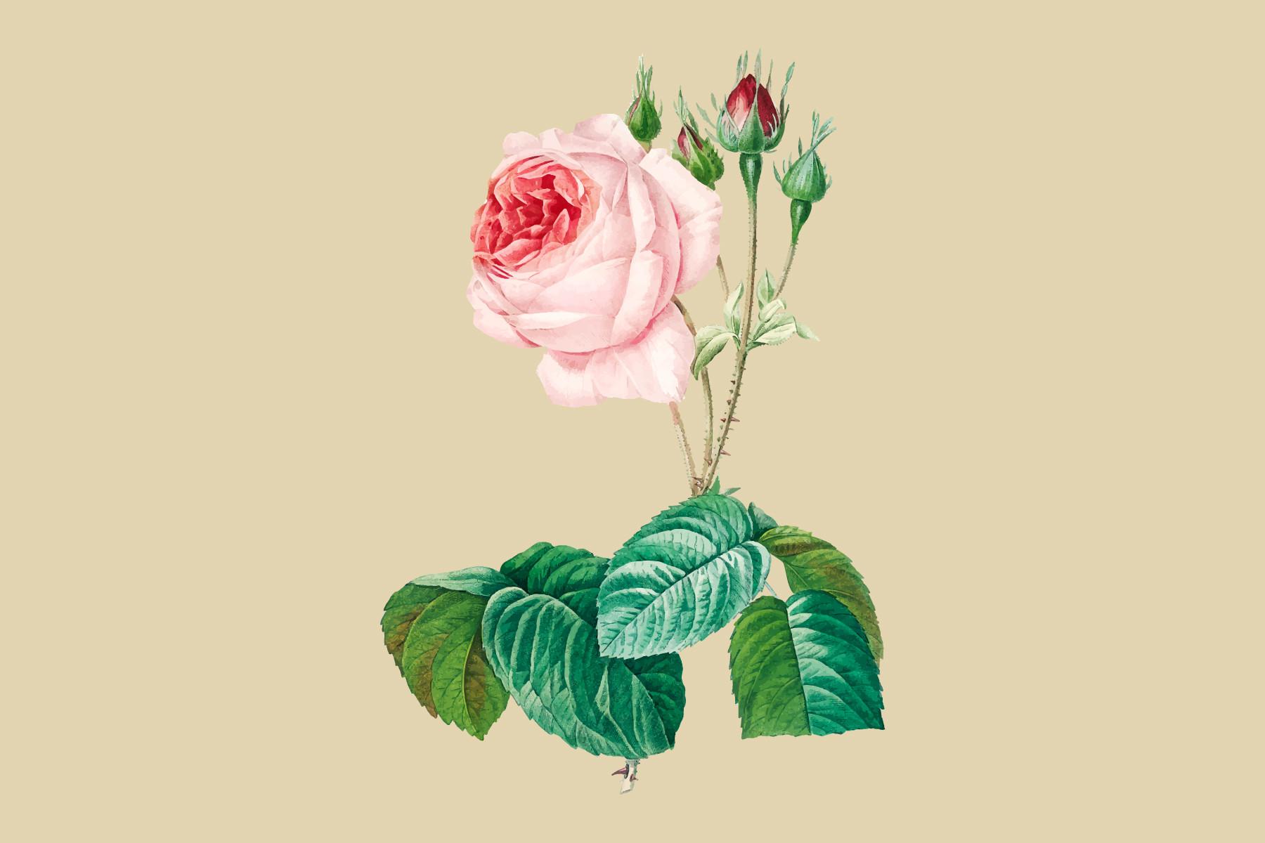 Hand Drawn Cabbage Rose Illustration