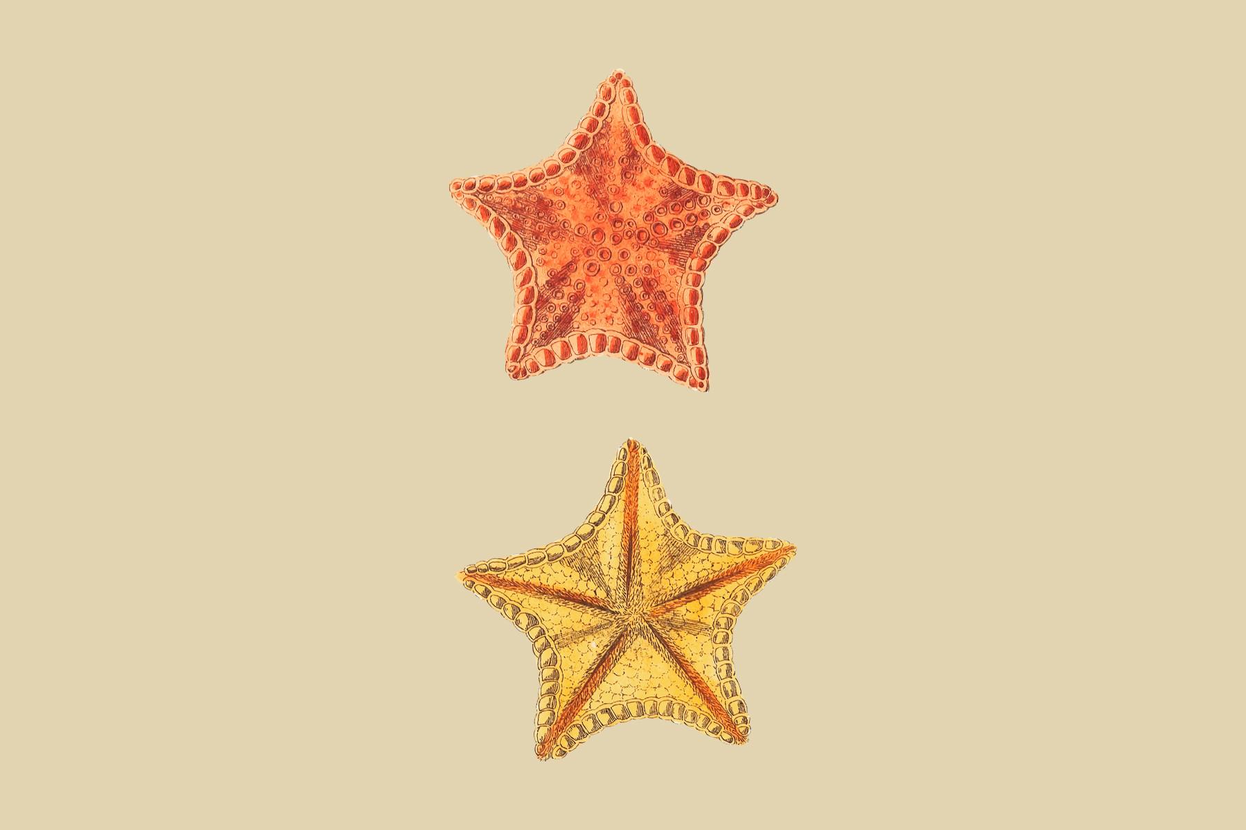 Carved Asterias or Mince-Pie Star Fish