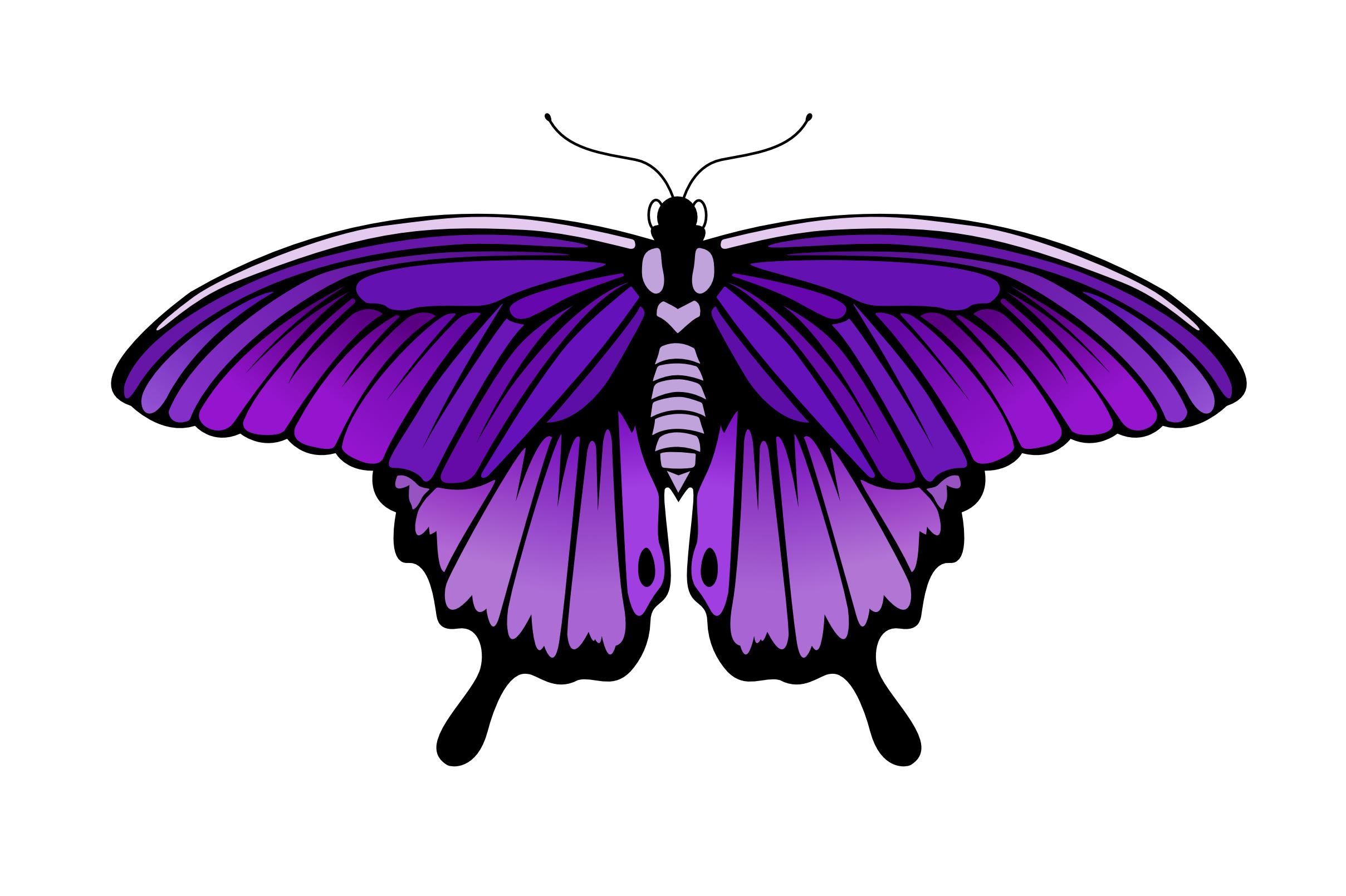 Butterfly Color Style Illustration