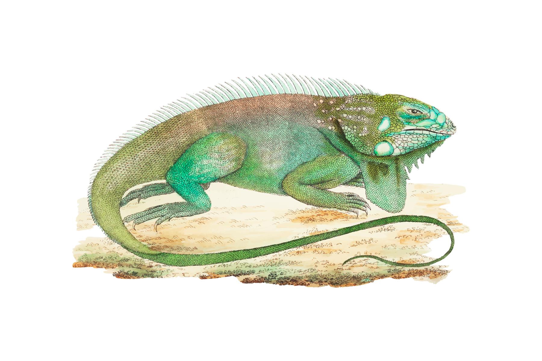Hand Drawn Iguana or Guana Illustration
