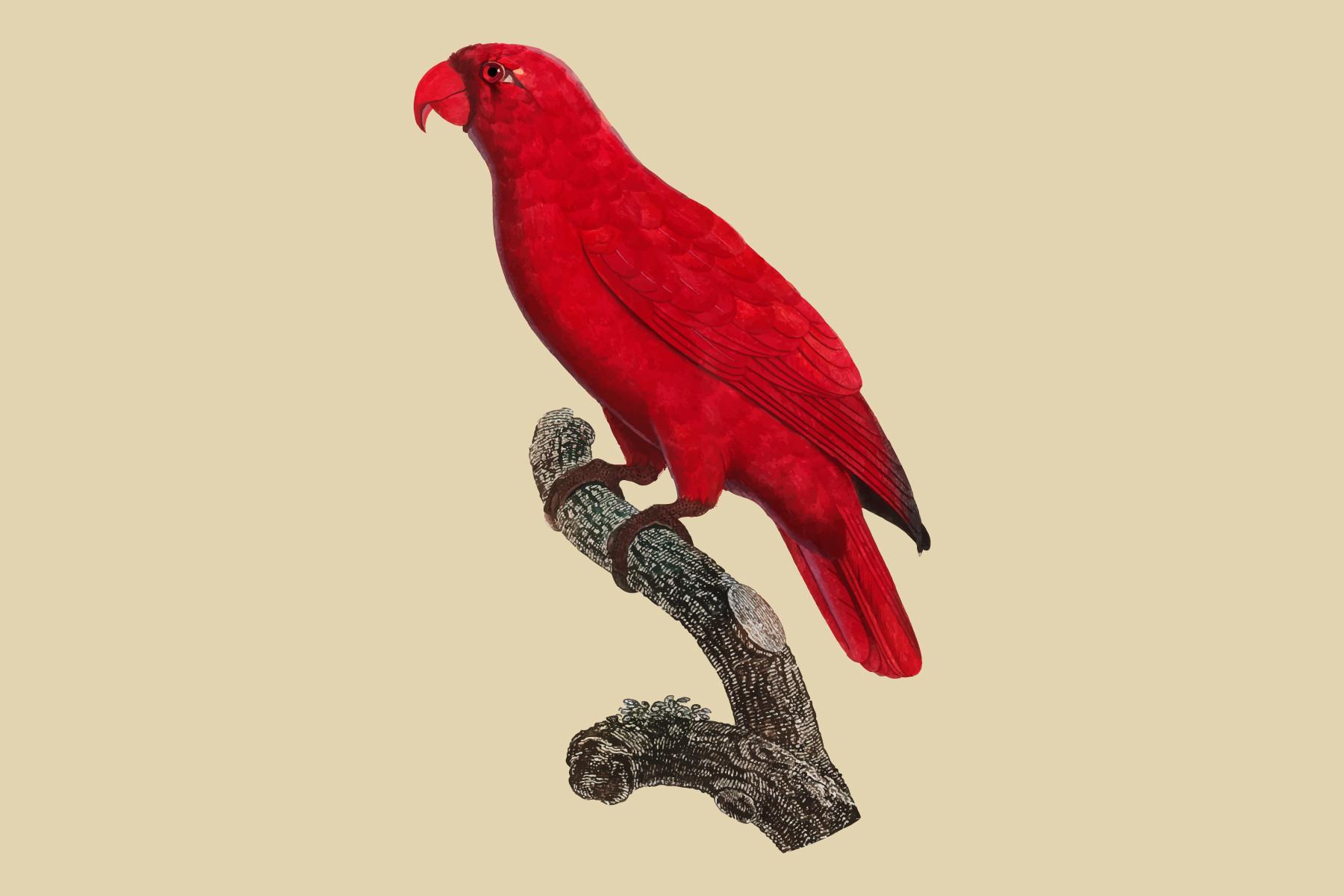 The Cardinal Lory Illustration