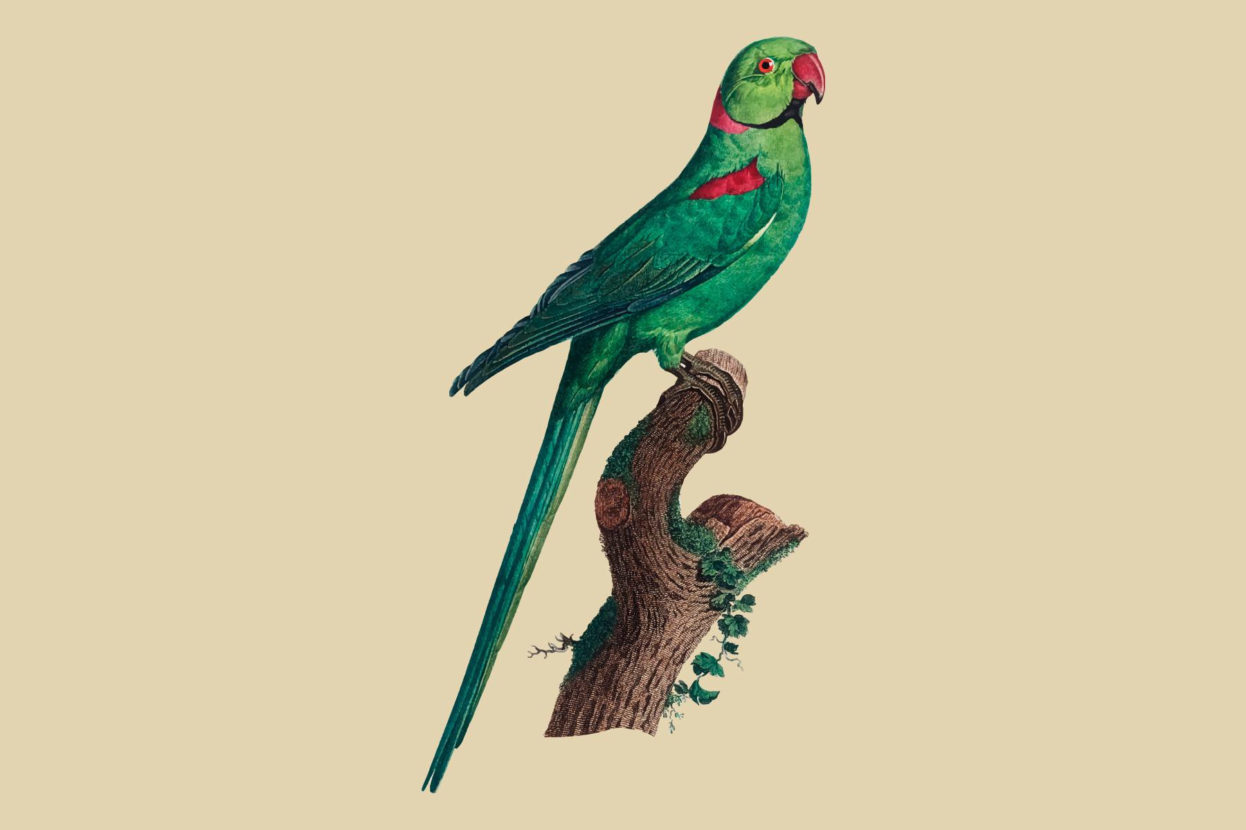 The Rose-Ringed Parakeet Illustration