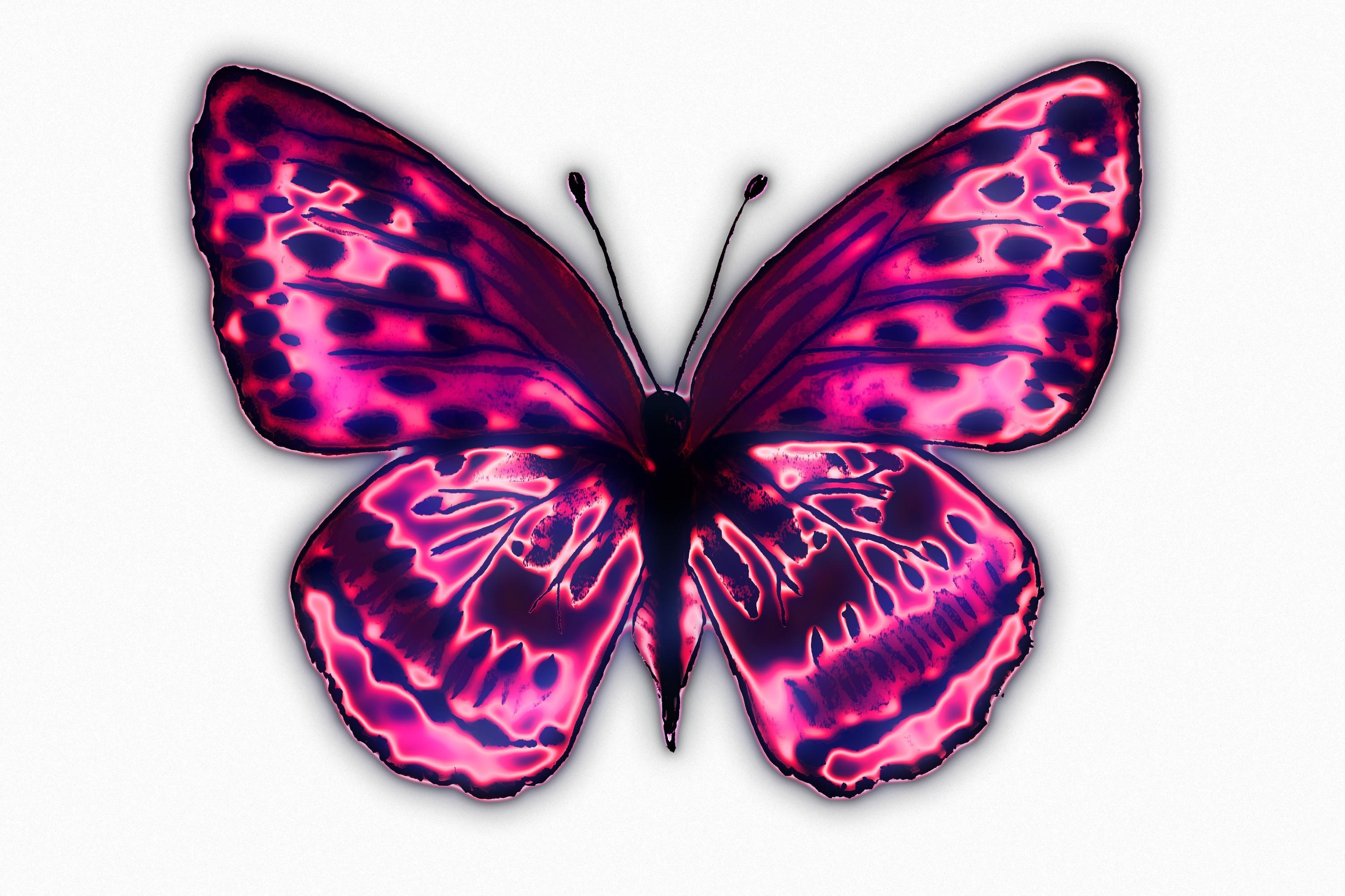 Butterfly 203