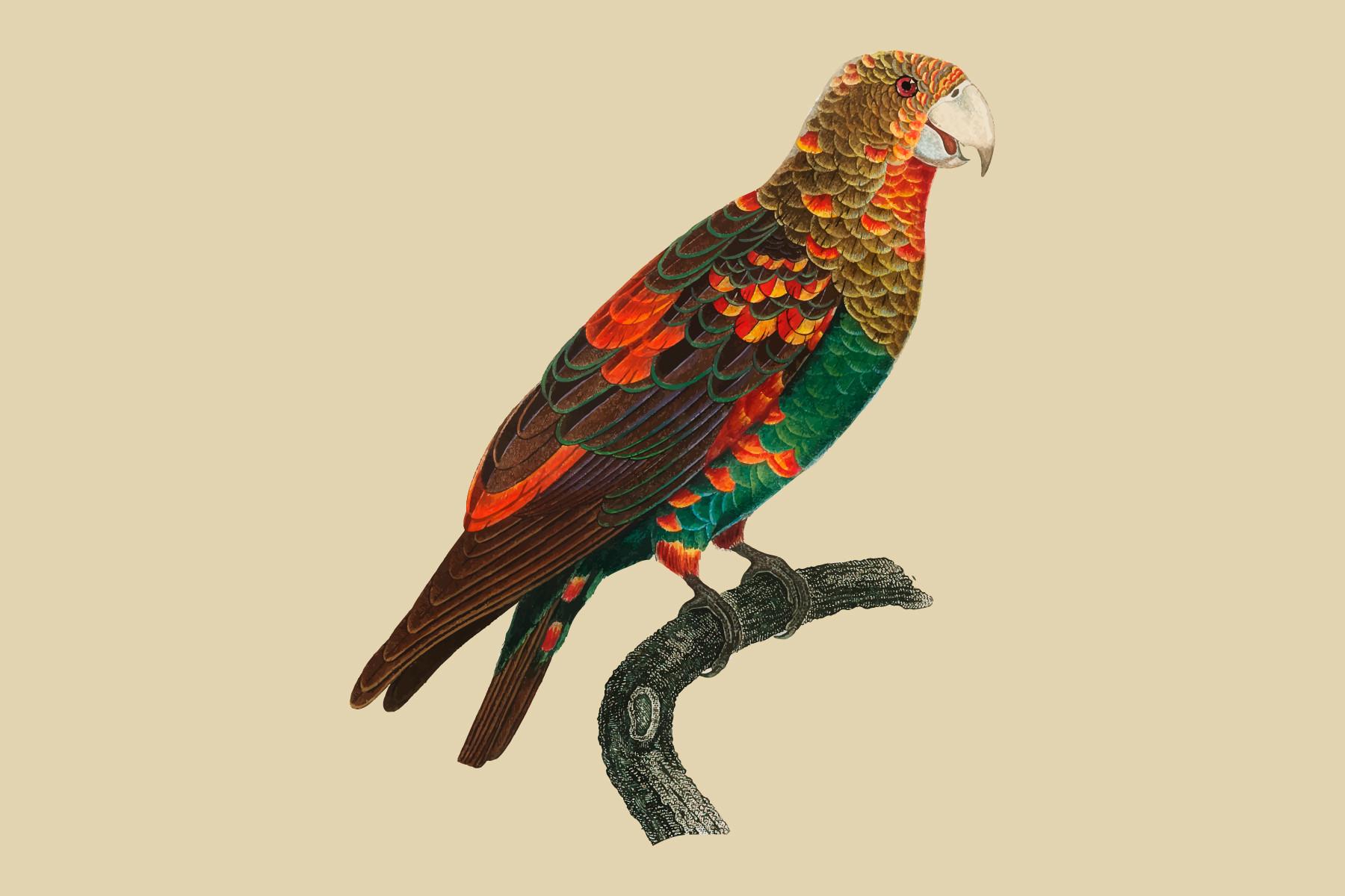 The Brown-Necked Parrot Illustration