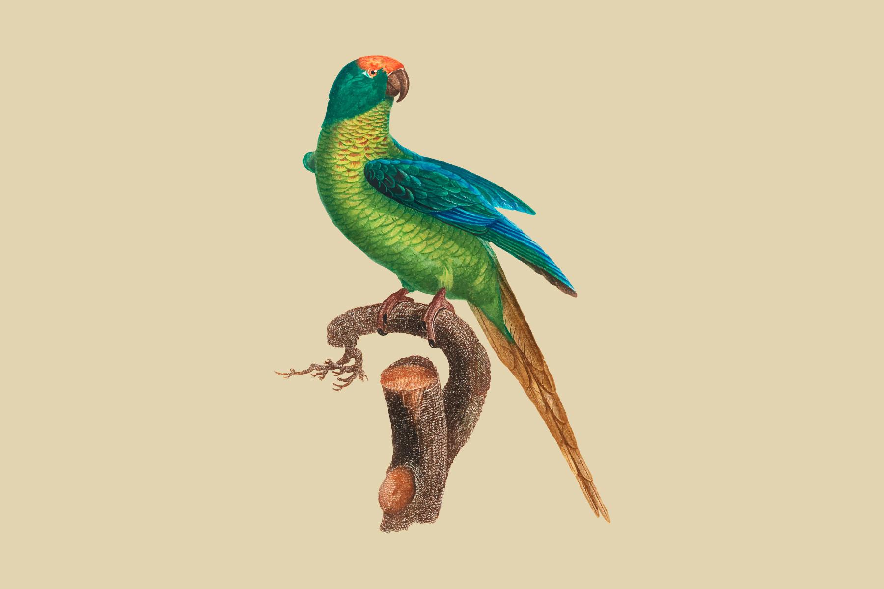 The Peach-Fronted Parakeet Illustration