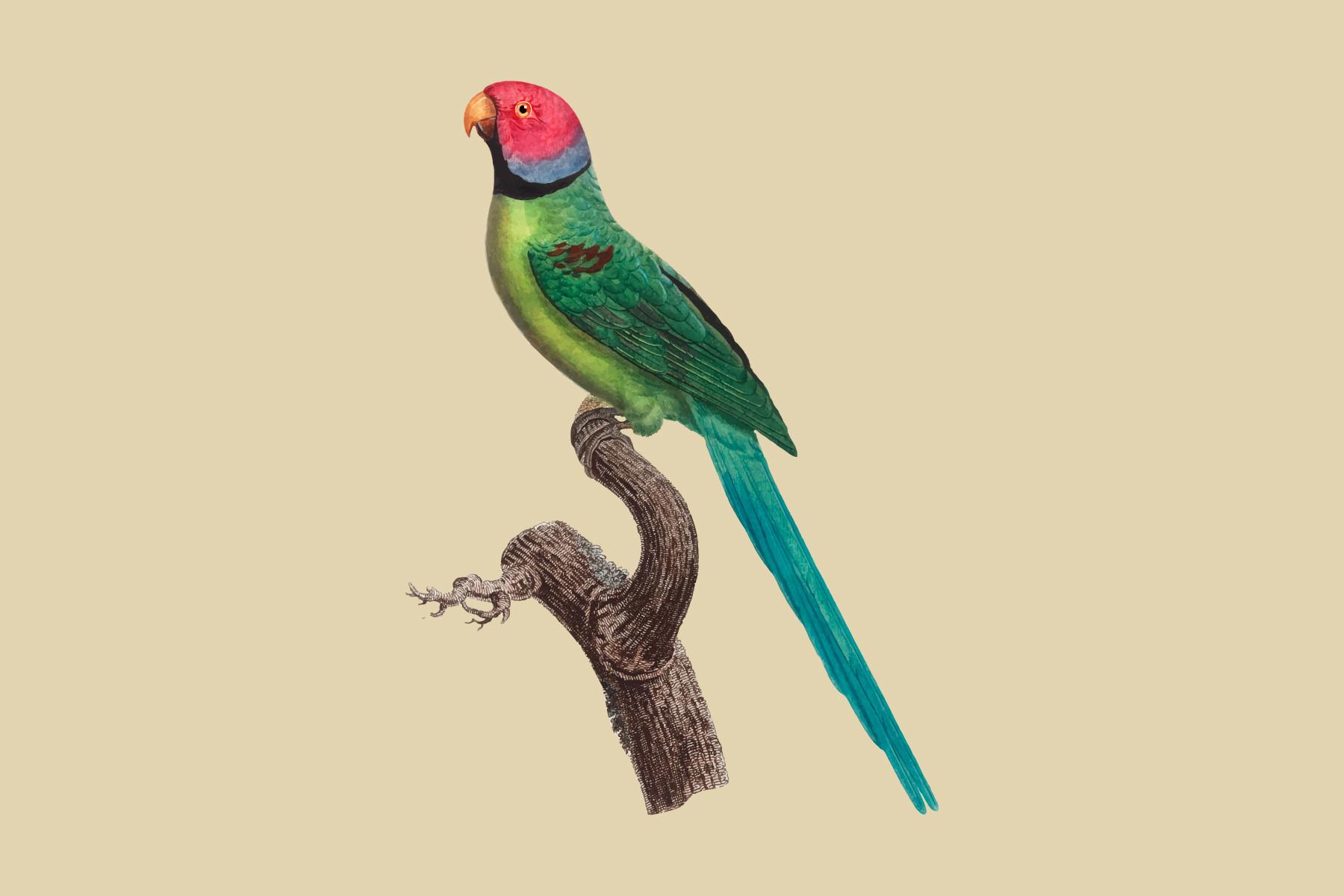 The Rose-Ringed Parakeet Illustration