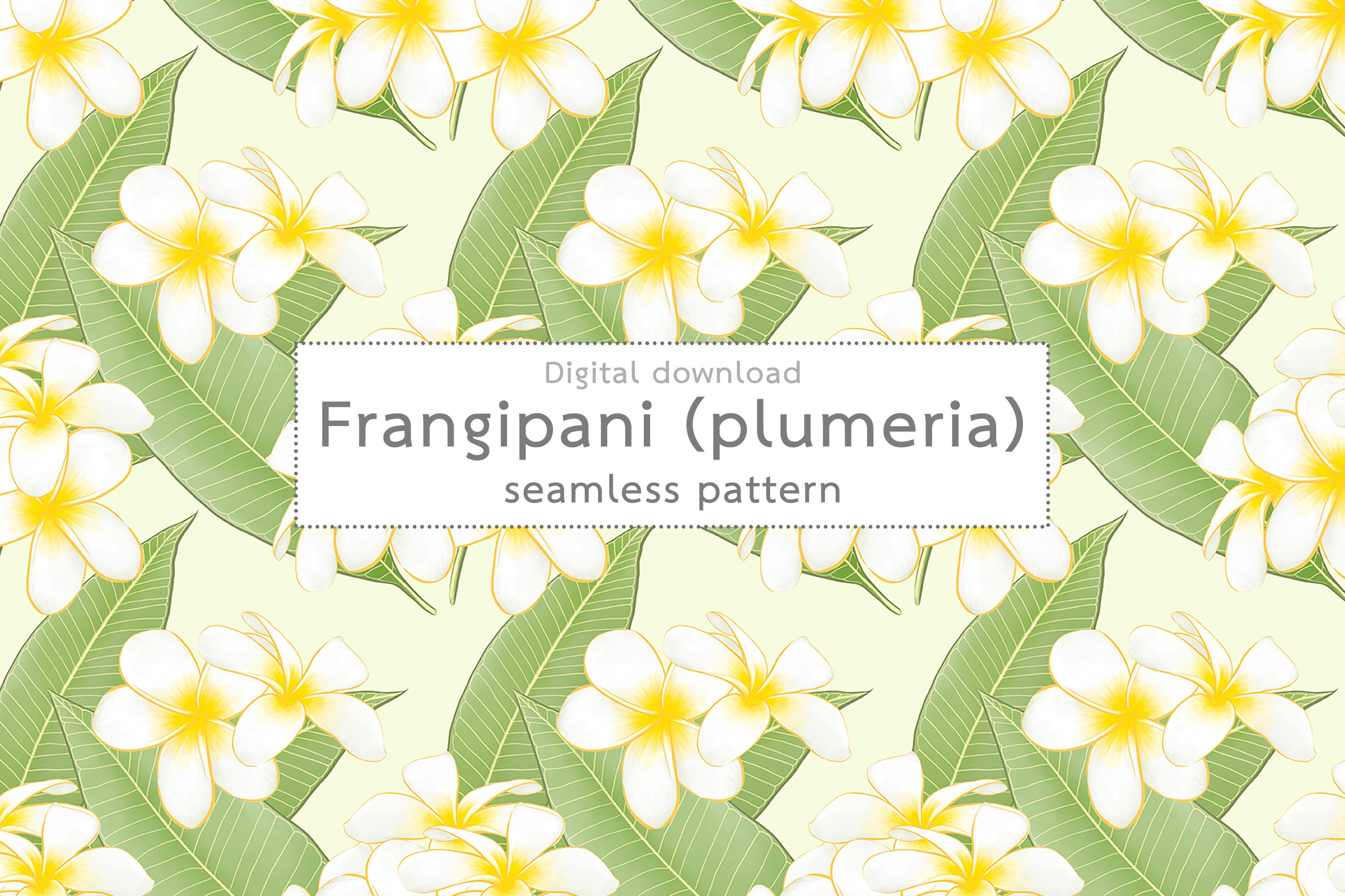 Plumeria Frangipani Flowers