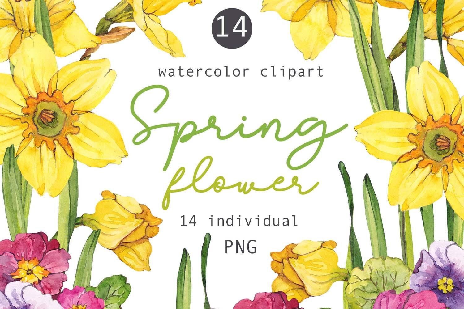 Watercolor Daffodil Floral Clipart
