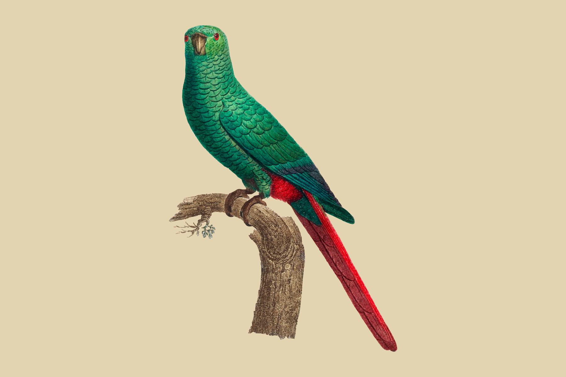The Emerald Parakeet Illustration