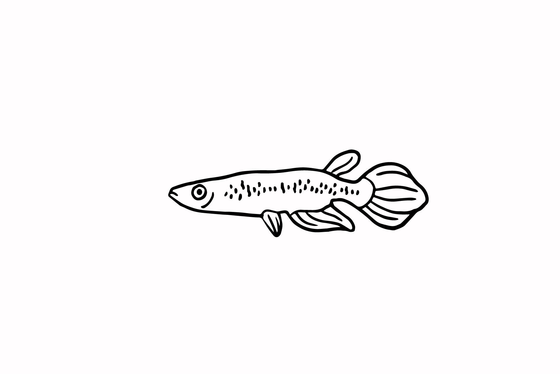 Fish Illustration