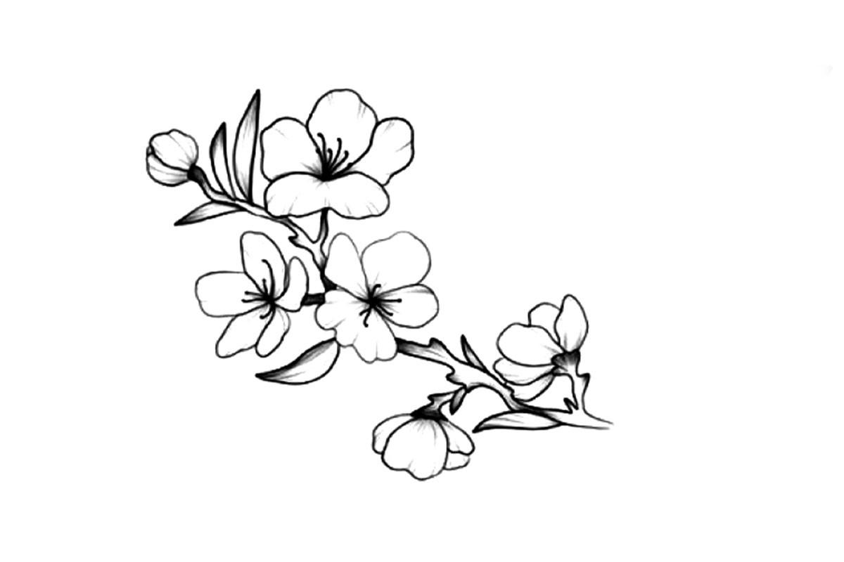 Hand Drawing Pink Cherry Blossom Branch