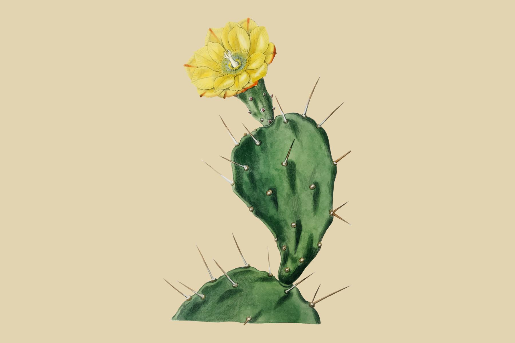 One Spined Opuntia Illustration