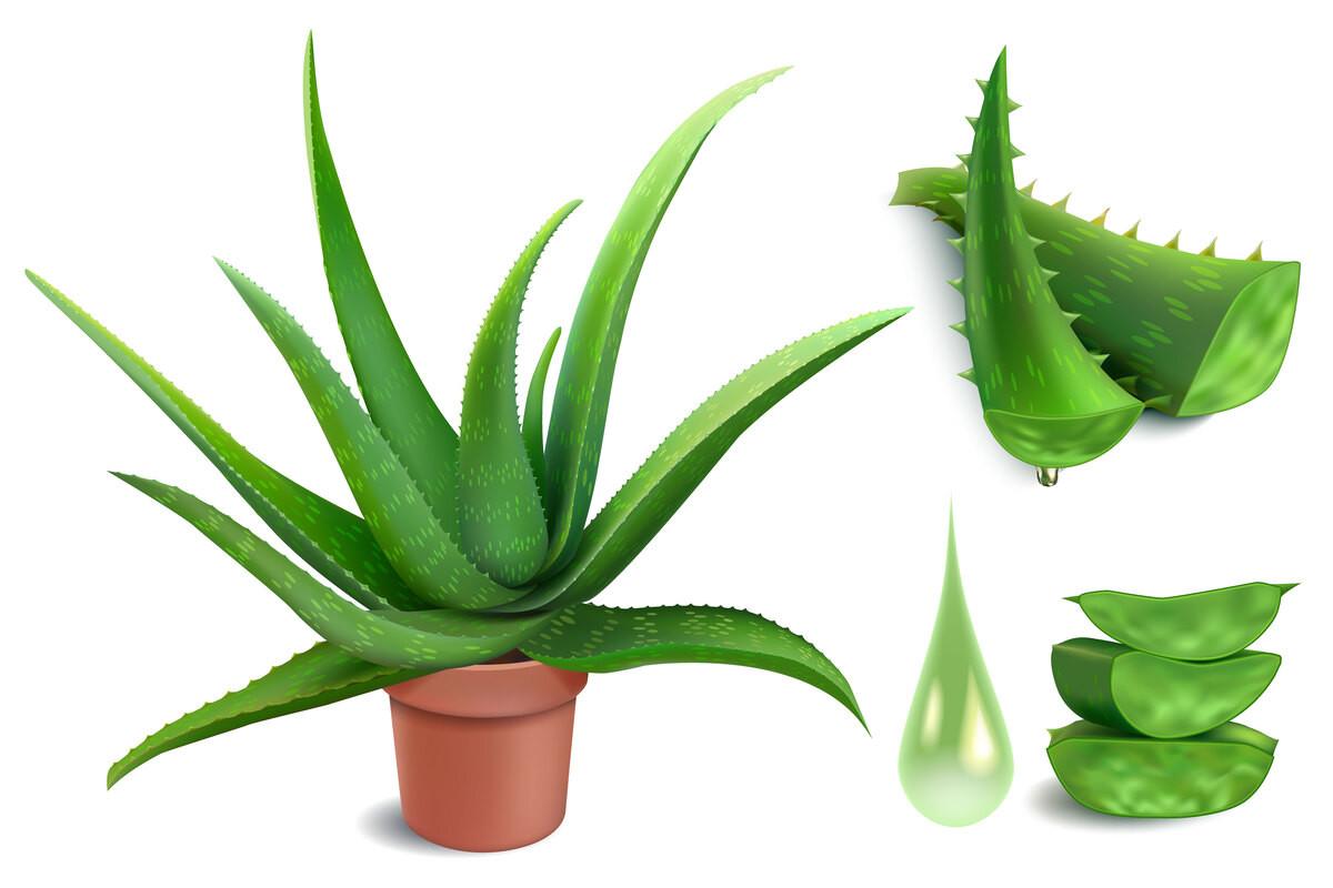 Realistic Aloe Plant