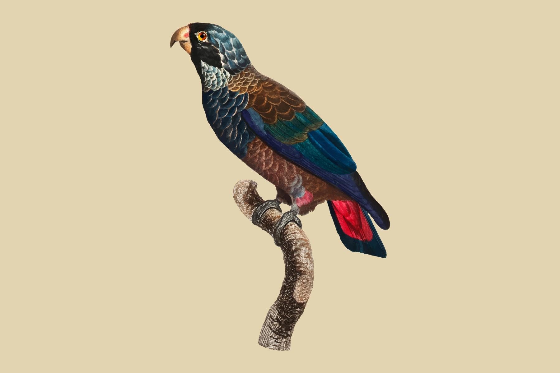 The Bronze-Winged Parrot Illustration