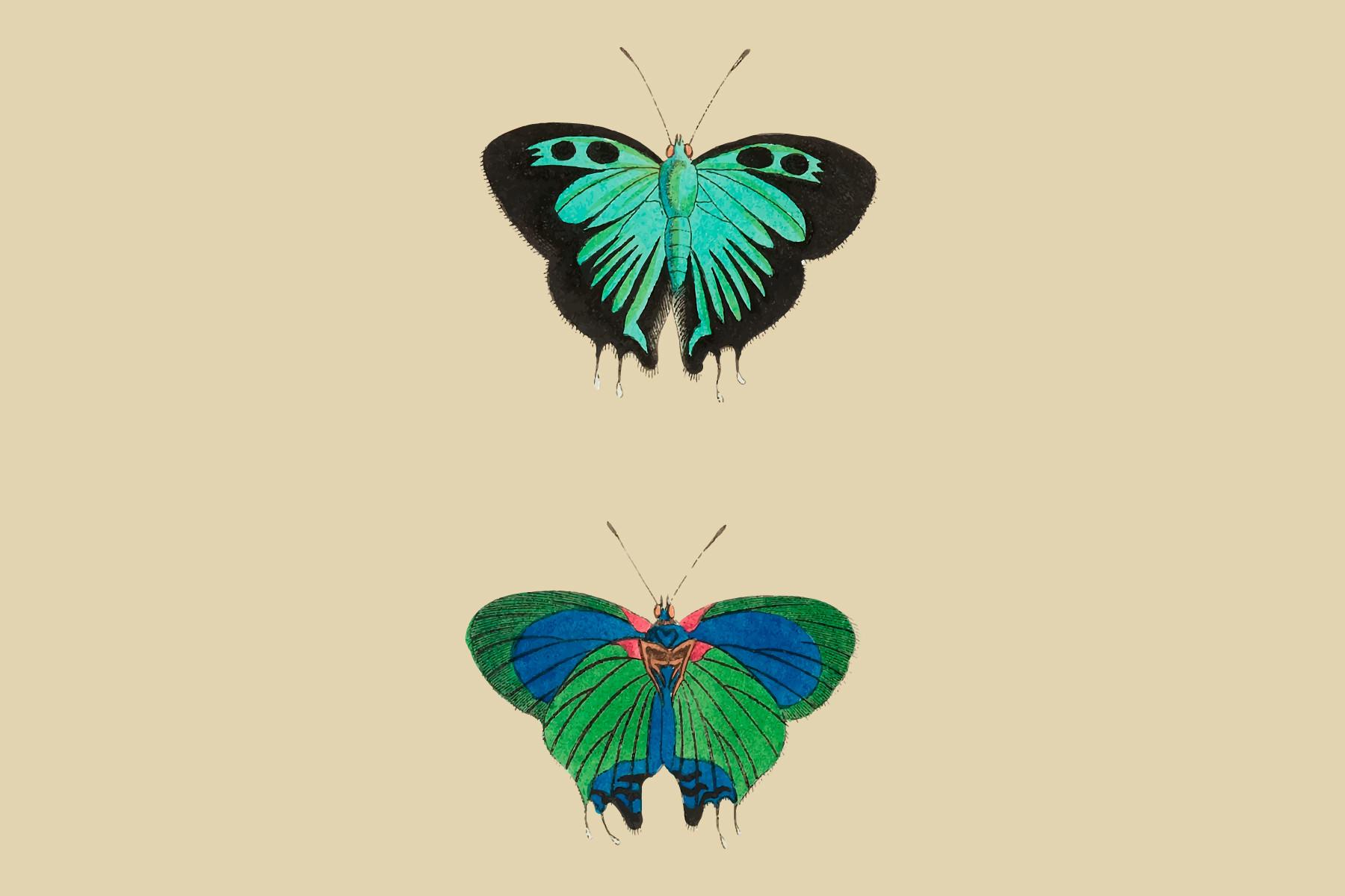 Atys or Black Double-tailed Butterfly