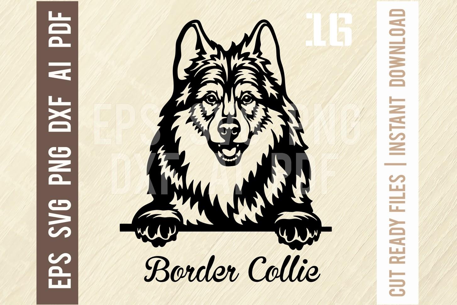 Border Collie Peeking Dog